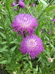 Flora_david _walker_1
